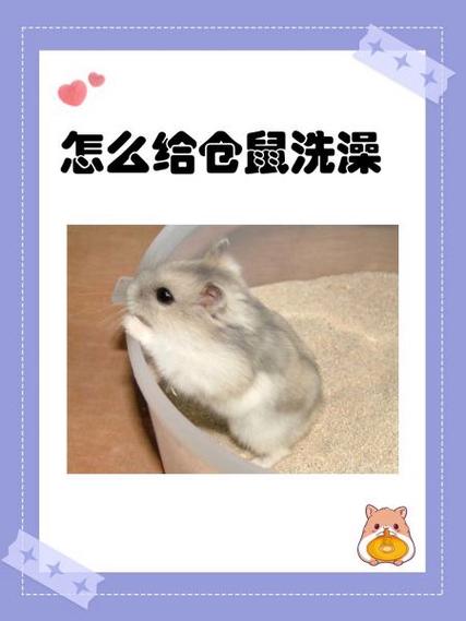 仓鼠洗澡的步骤