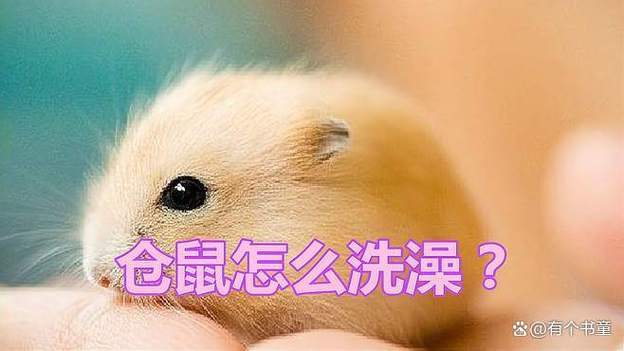 给仓鼠洗澡的正确方法